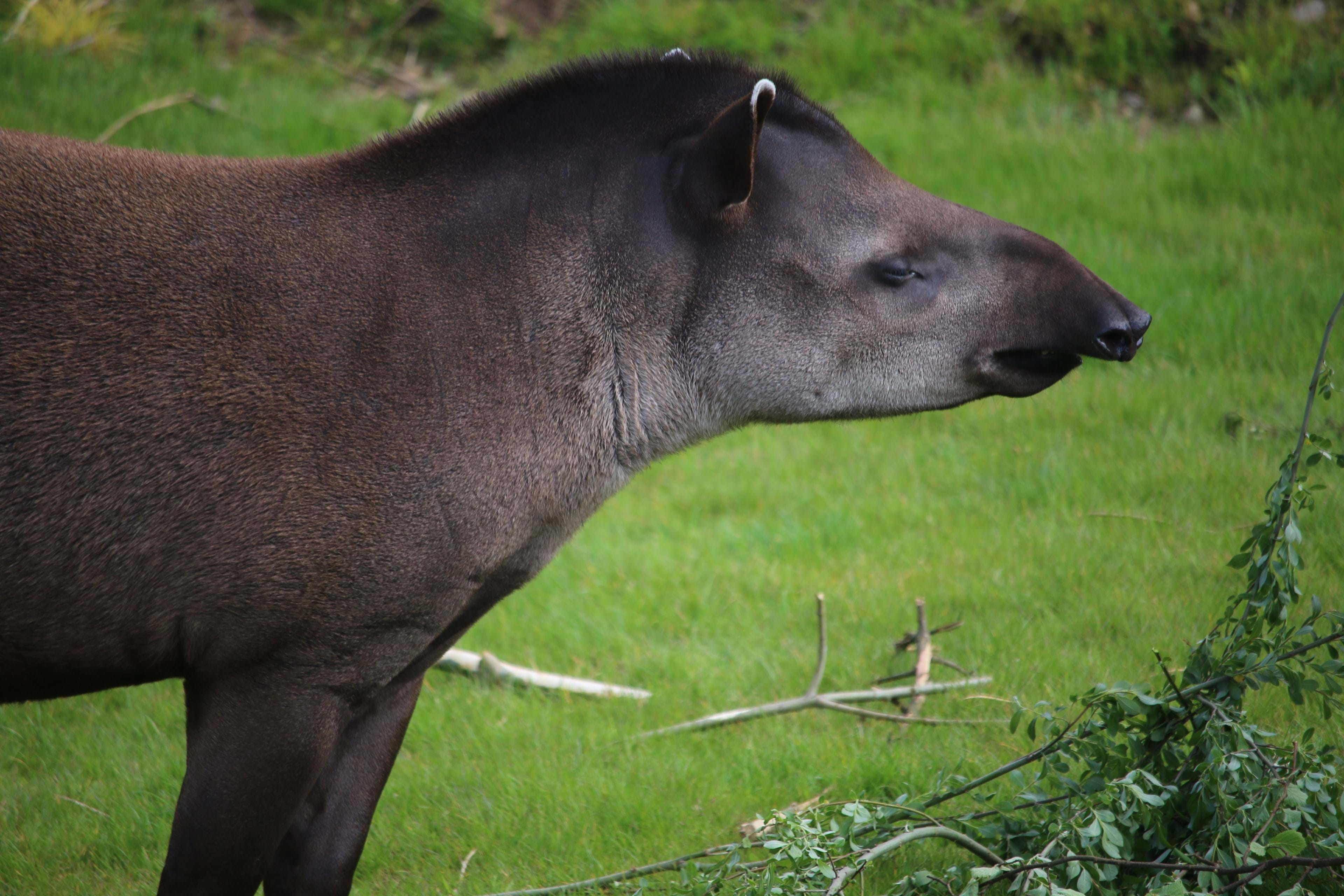 Tapirs at Yorkshire Wildlife Park