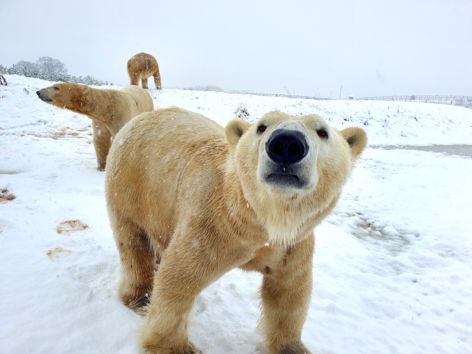 Polar Bears In Snow At Ywp