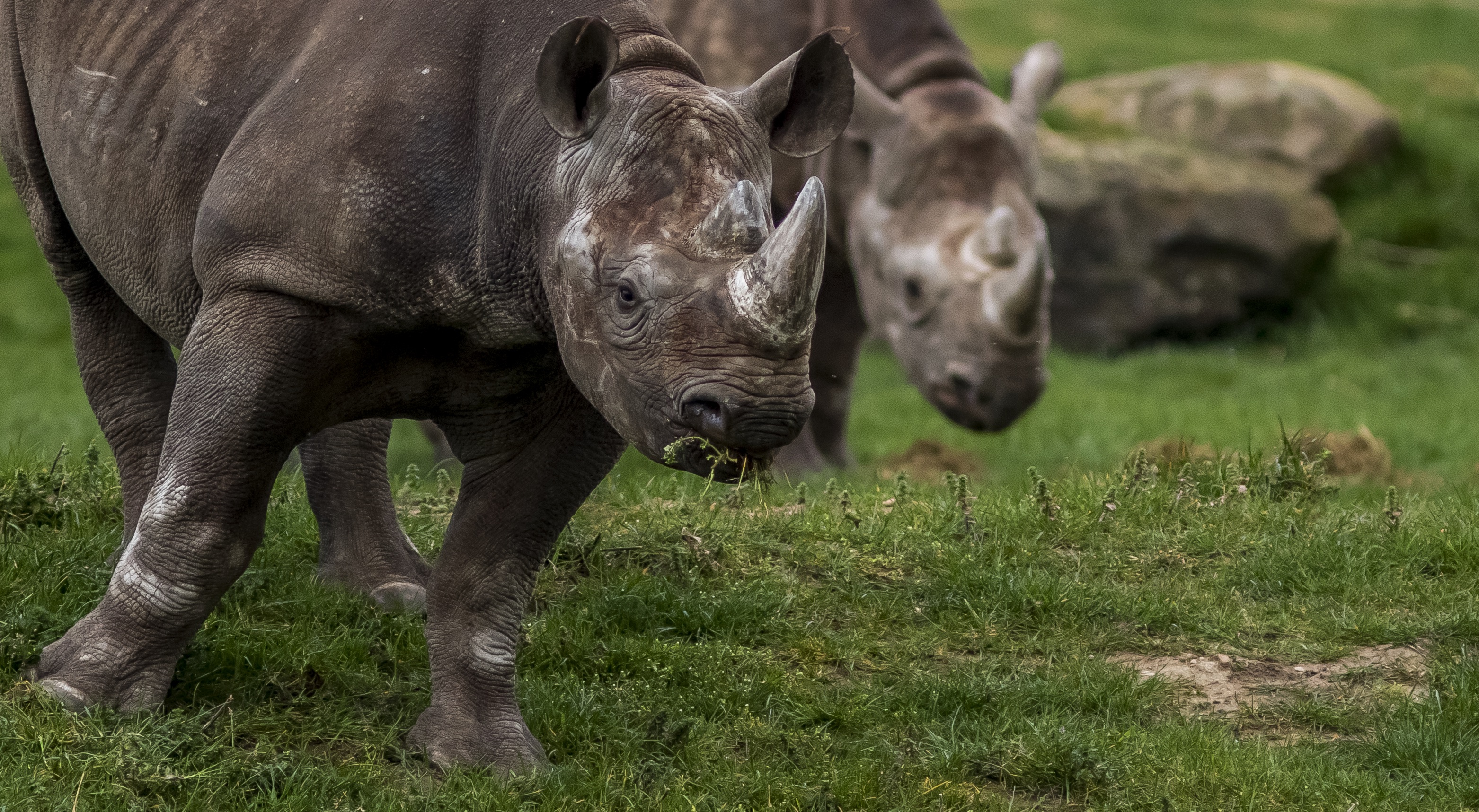 Yorkshire Wildlife Park