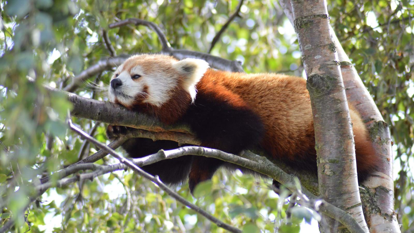 Red Panda (CR. Kerry Coupe)