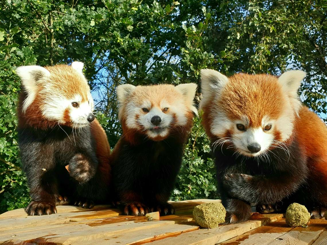 red-pandas-at-yorkshire-wildlife-park