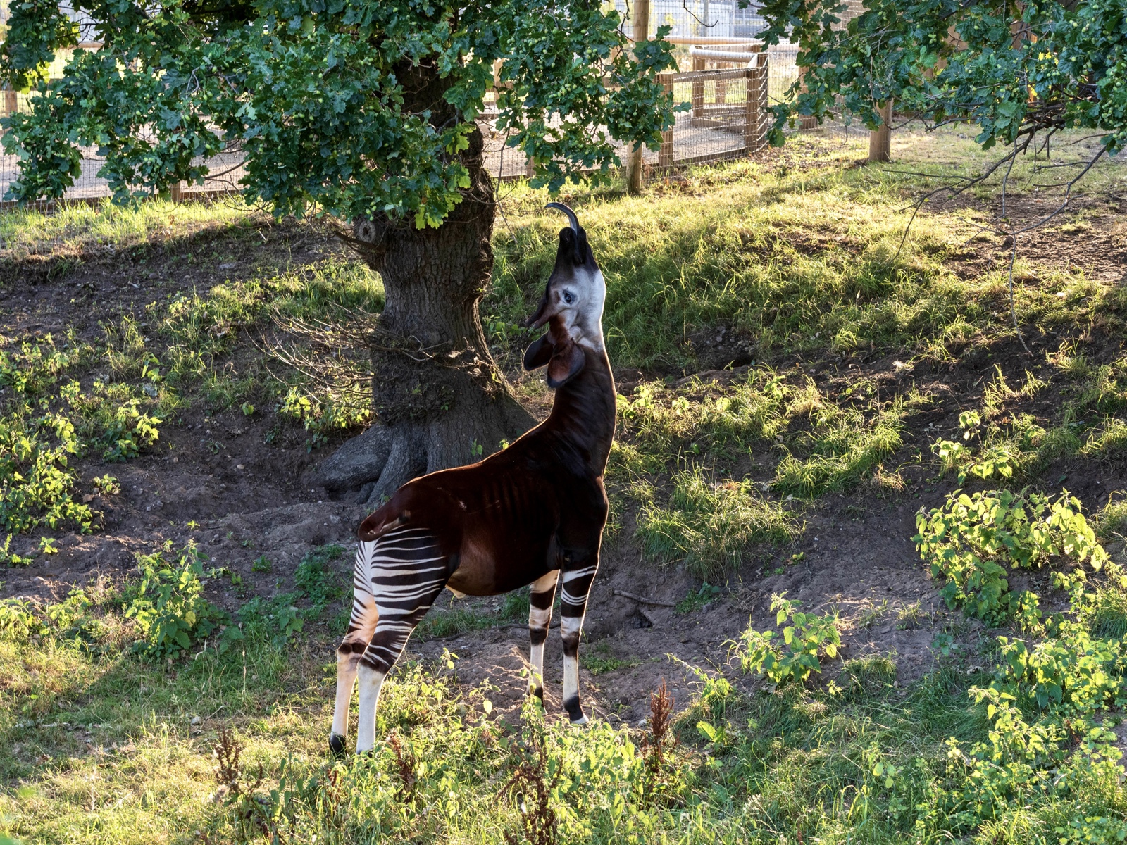 Maddison Foreman Okapi `Tree