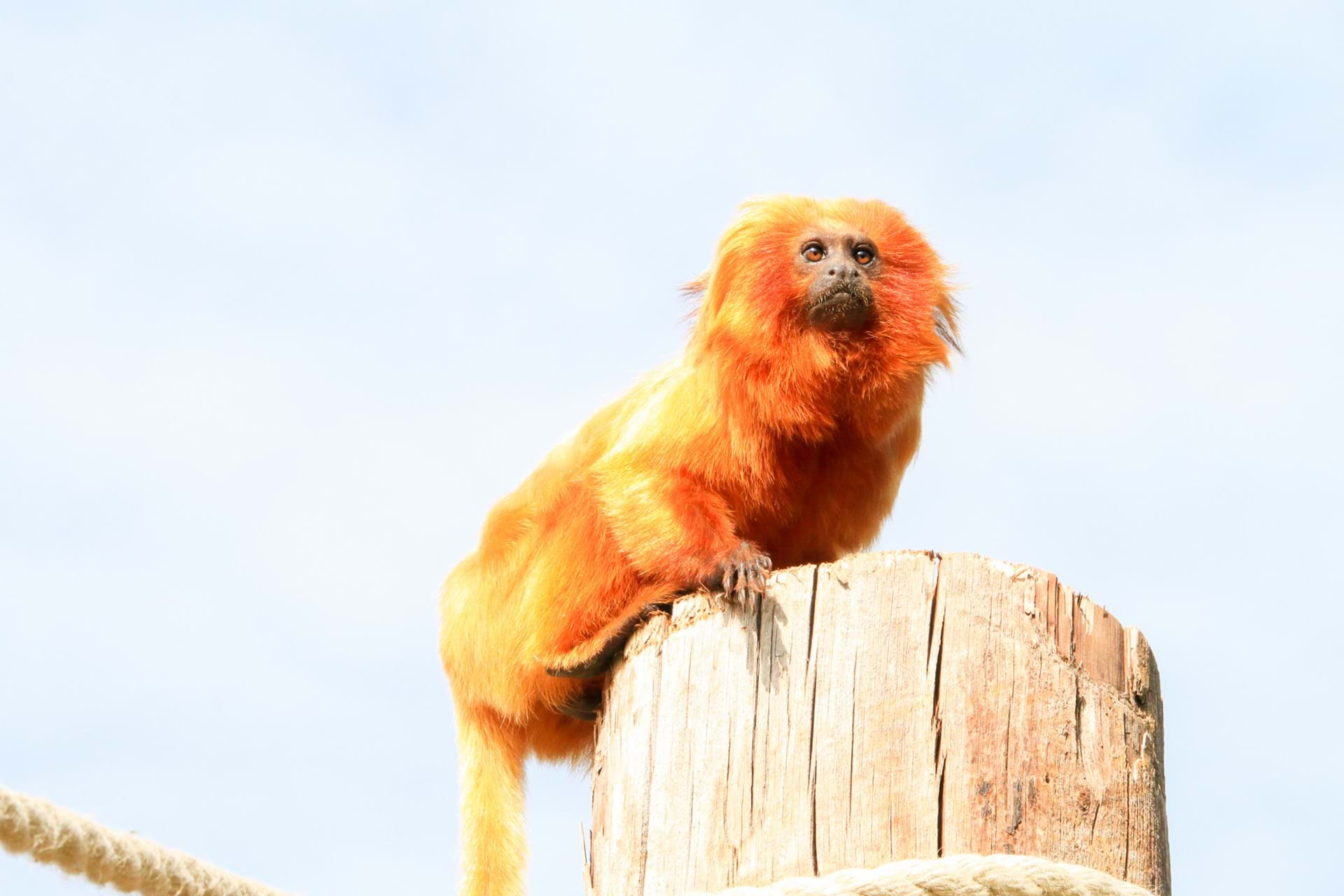 Golden Lion Tamarins