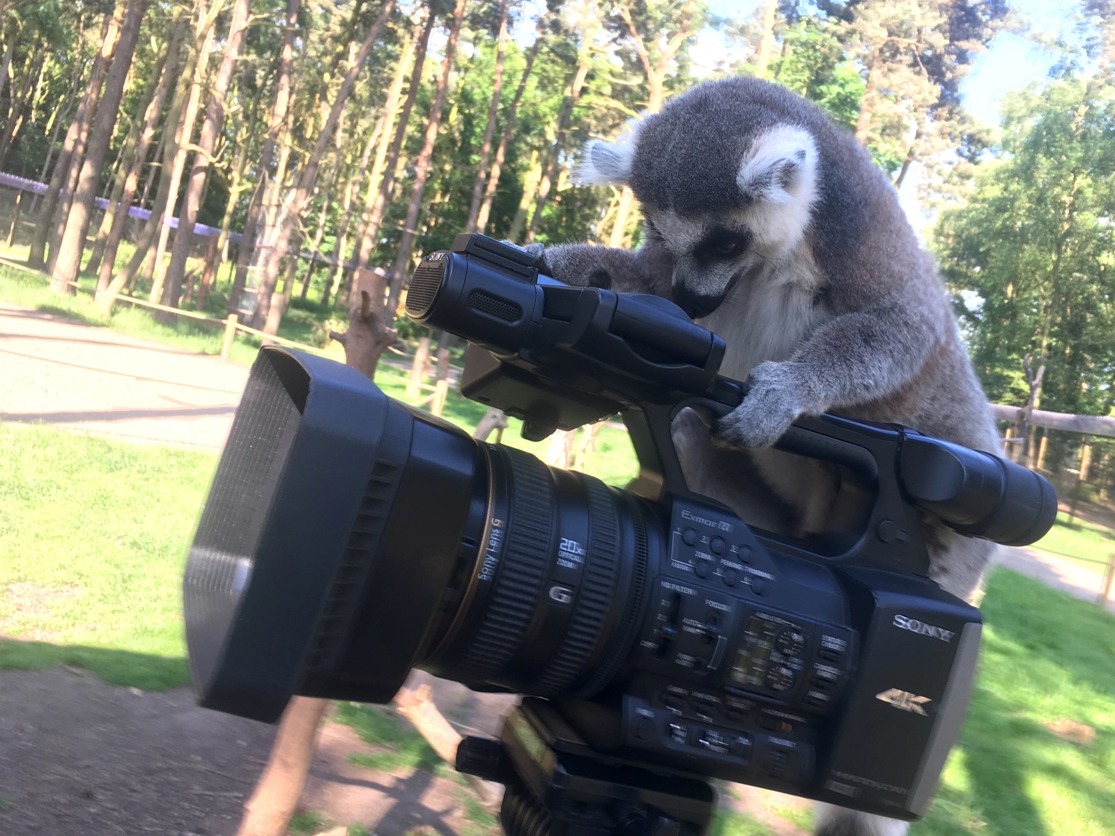 Lemur On Camera