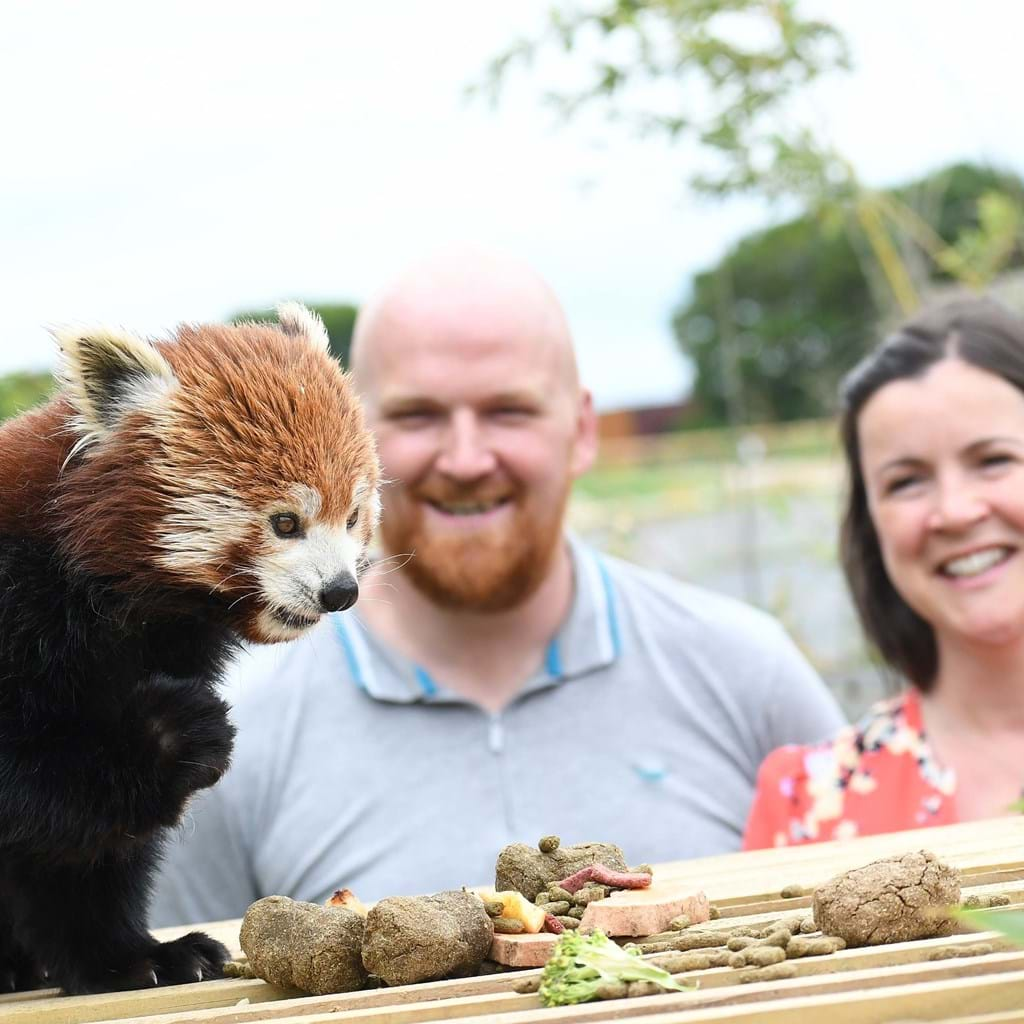 Gift Red Panda Experience