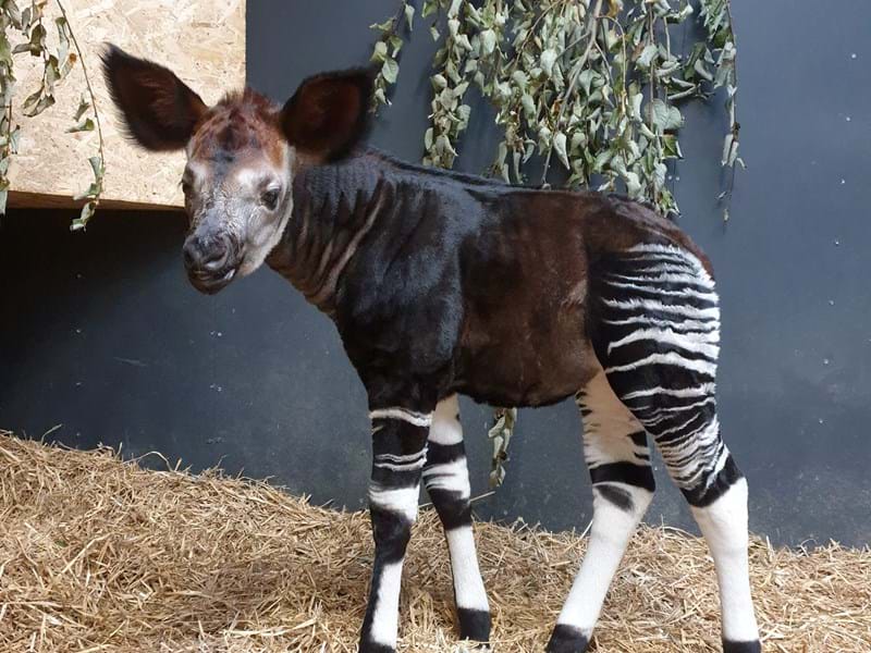 Happy Okapi Calf