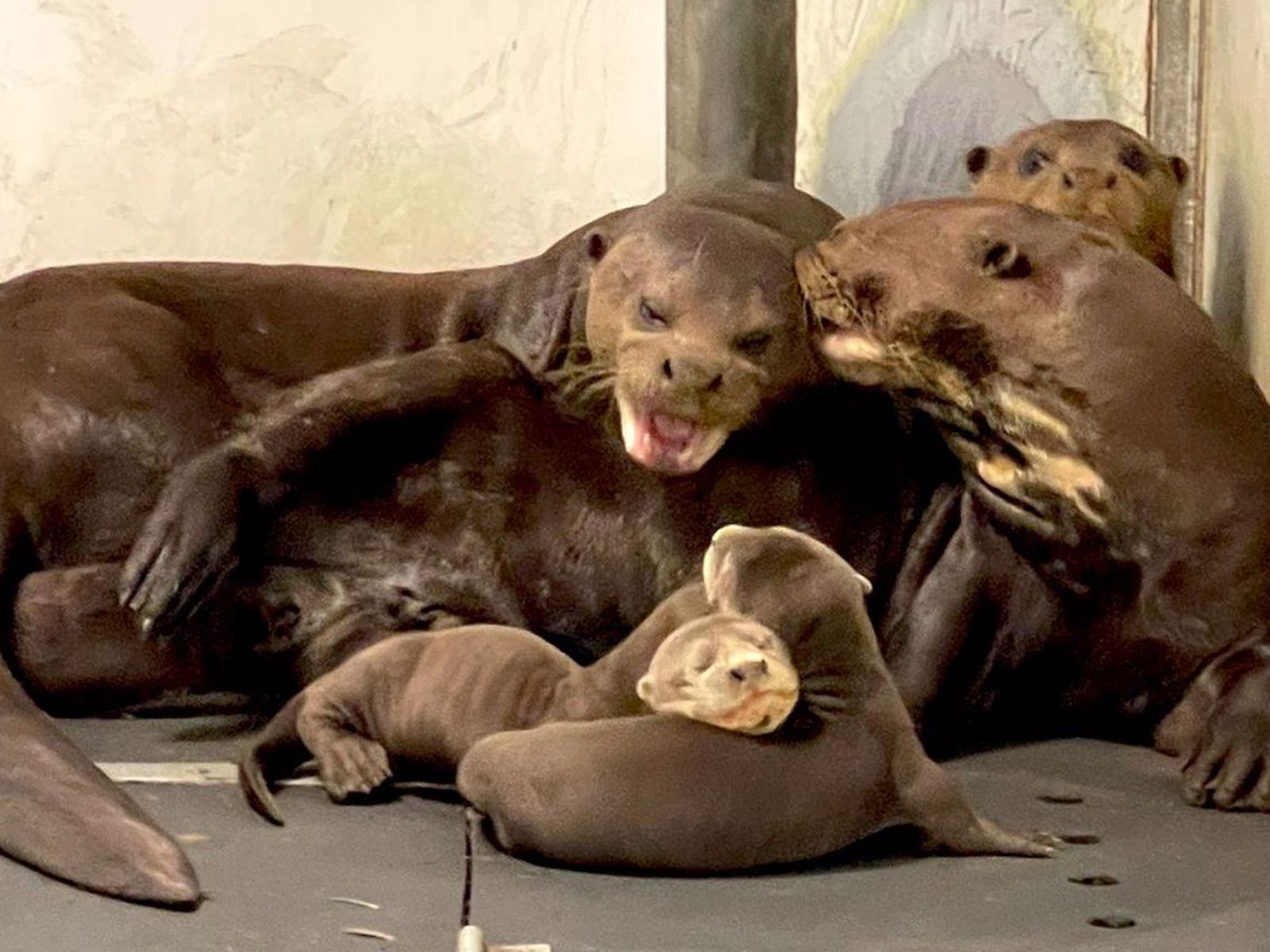 Otter Family With Babies