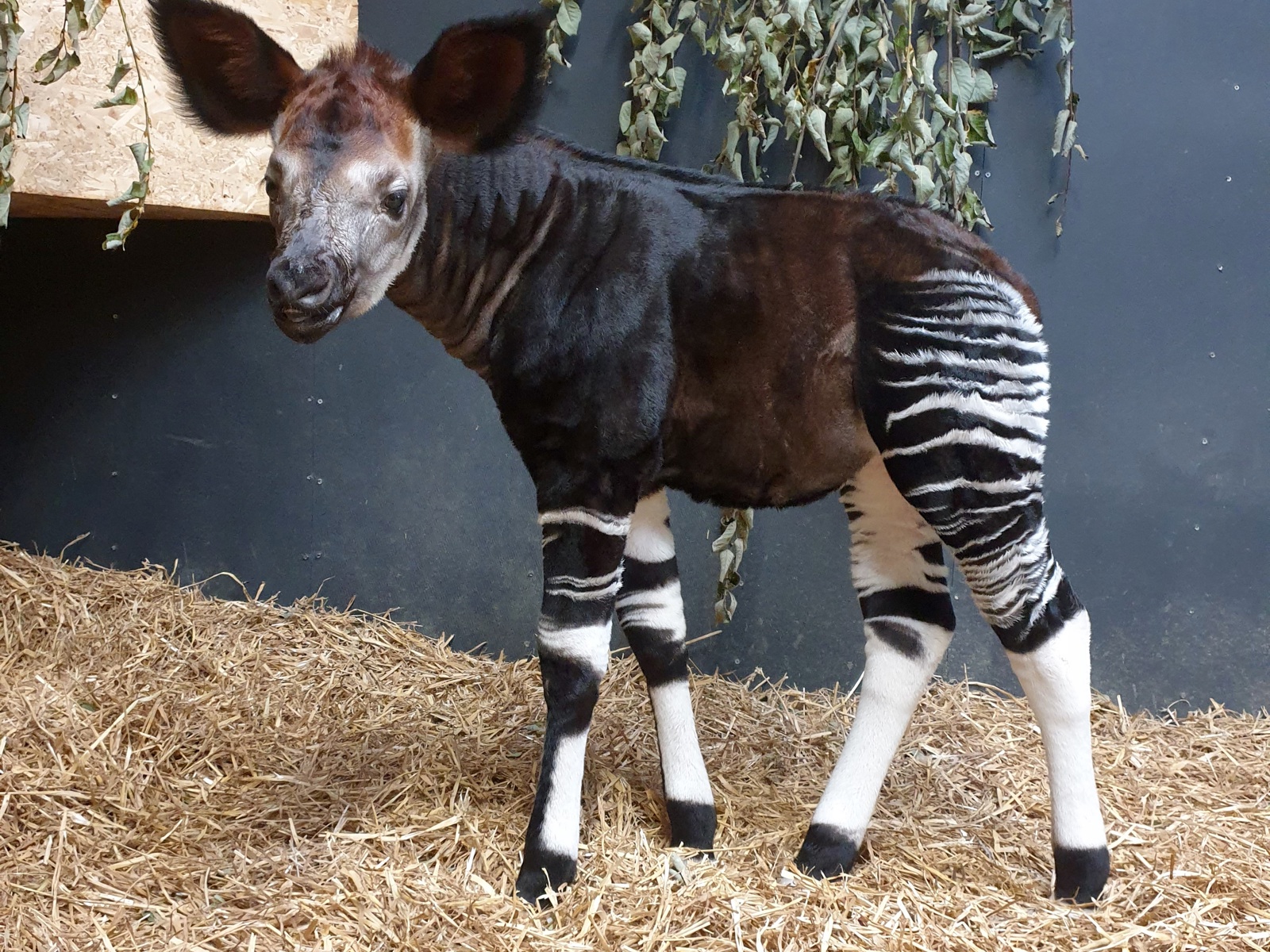 Happy Okapi Calf