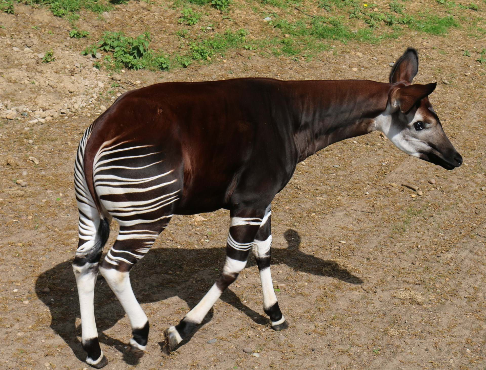 okapi-at-yorkshire-wildlife-park