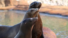 Sea Lion Trio