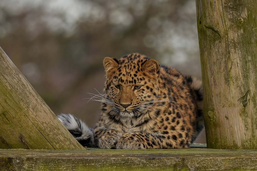 Amur Leopard Cub's First Steps Outside | News | YWP