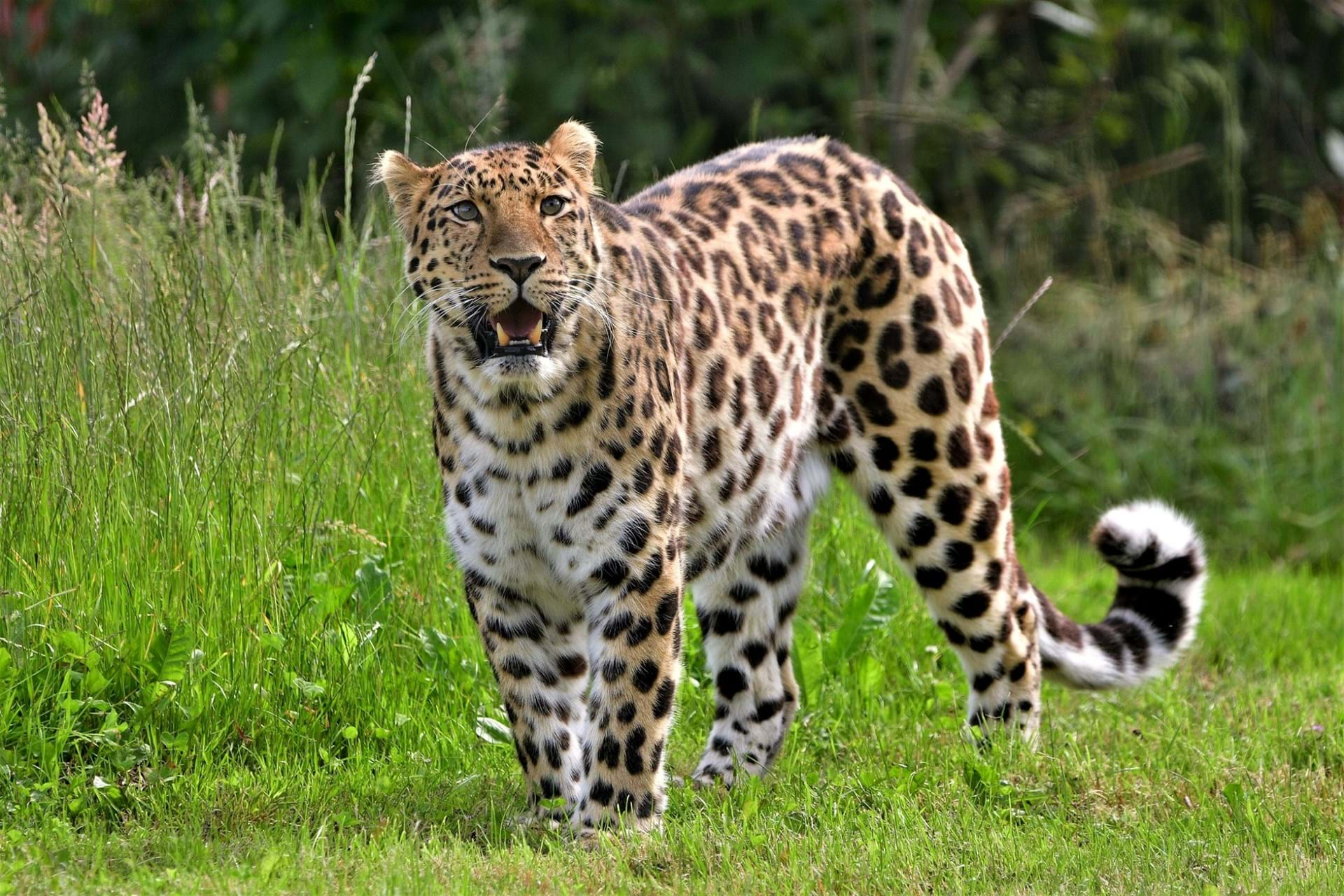 Leopards at Yorkshire Wildlife Park