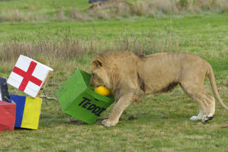 Ywp Lions Bday 012