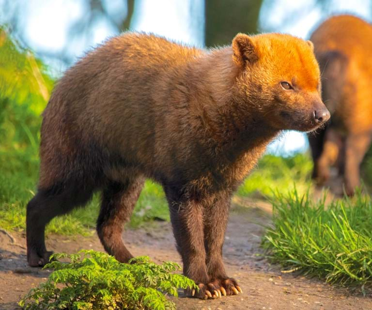 Bush Dogs