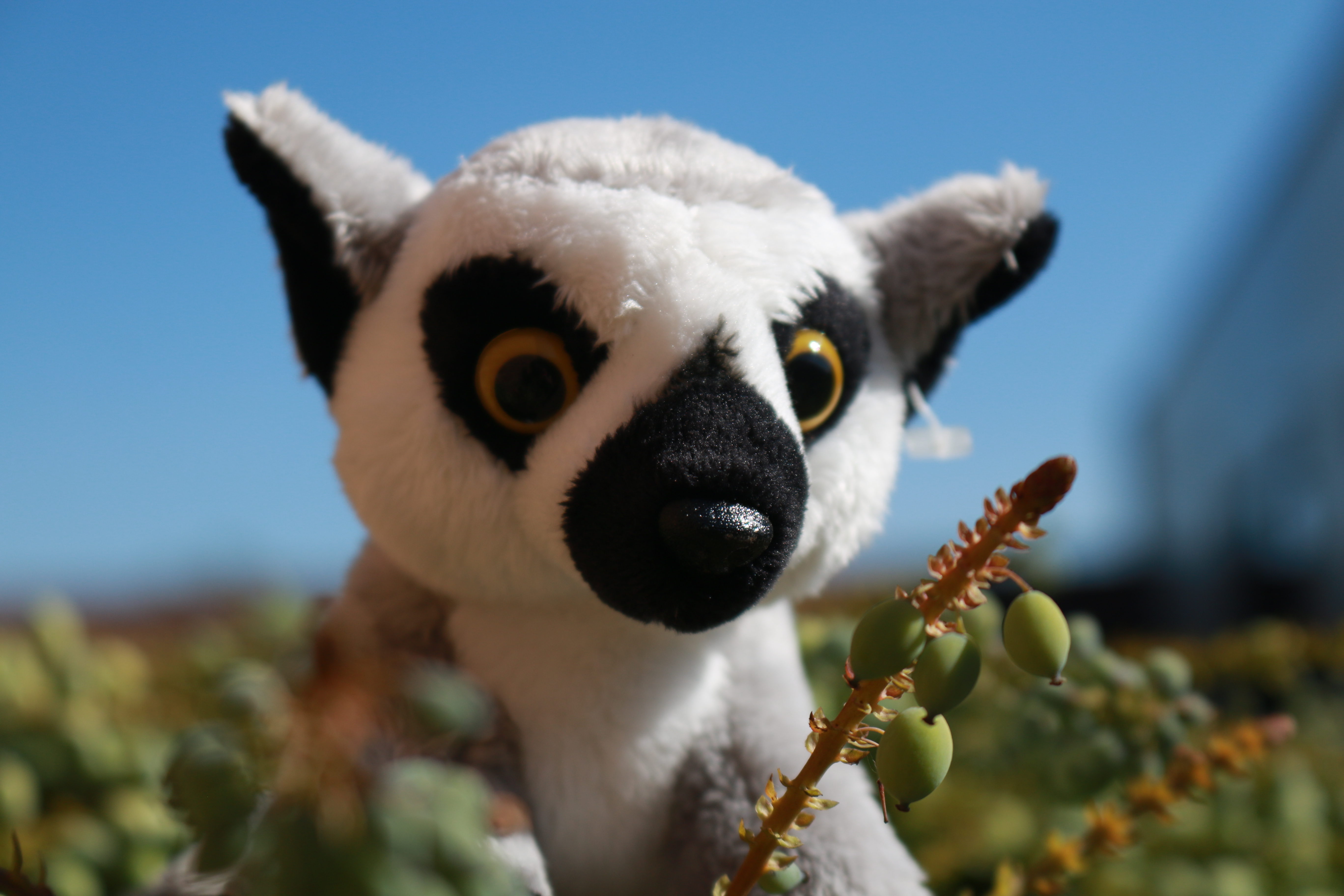 lemur soft toy