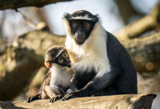 Animals Monkey 017 Web Only