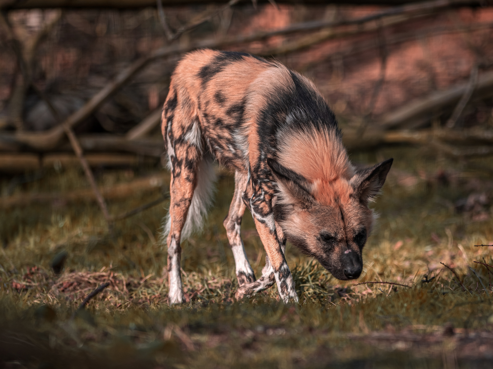 2022 03 21 2022Painted Dog Catching The Light 1 Dr Ywp