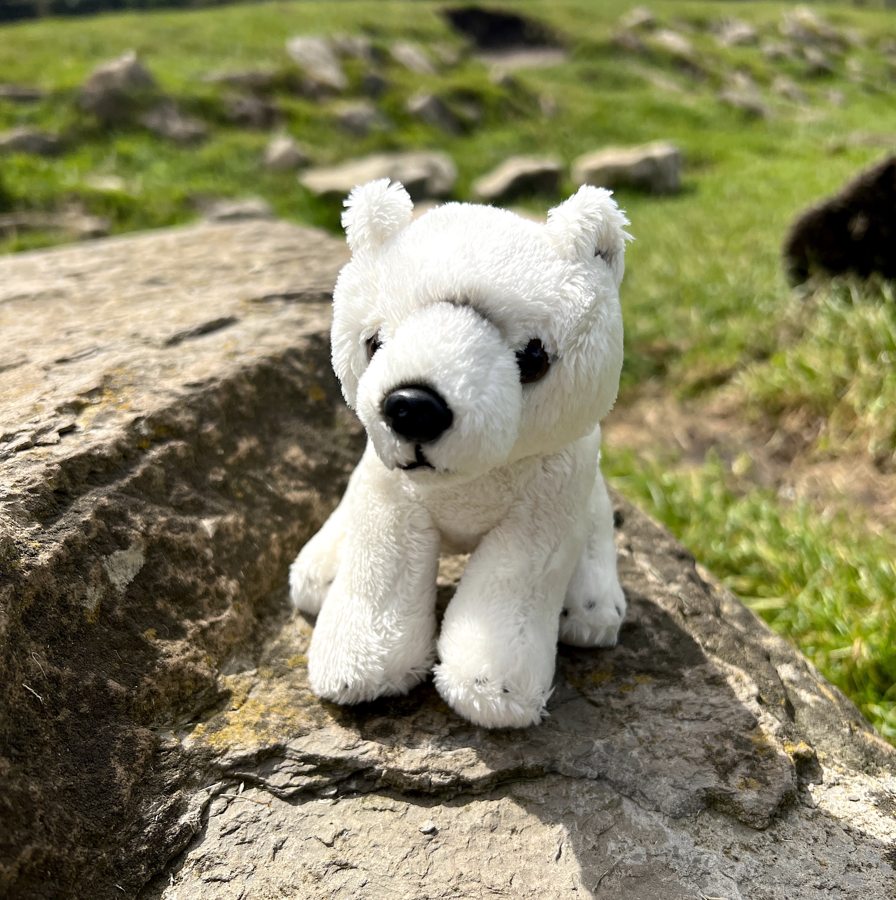 Polar bear best sale cuddly toy