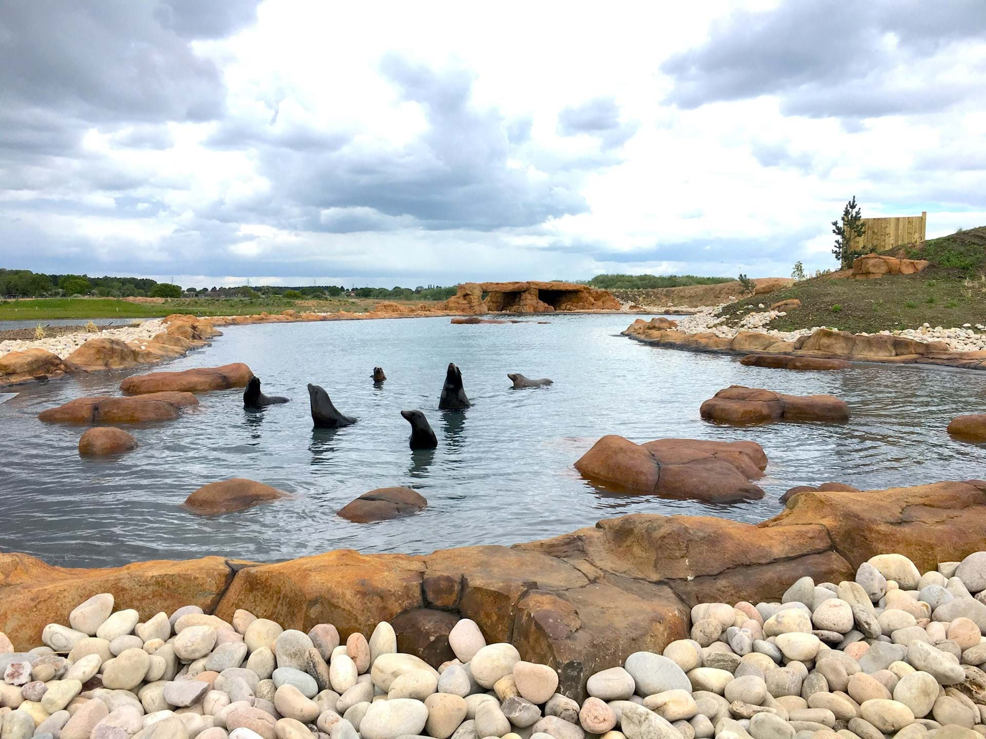 Sea Lions at Yorkshire Wildlife Park