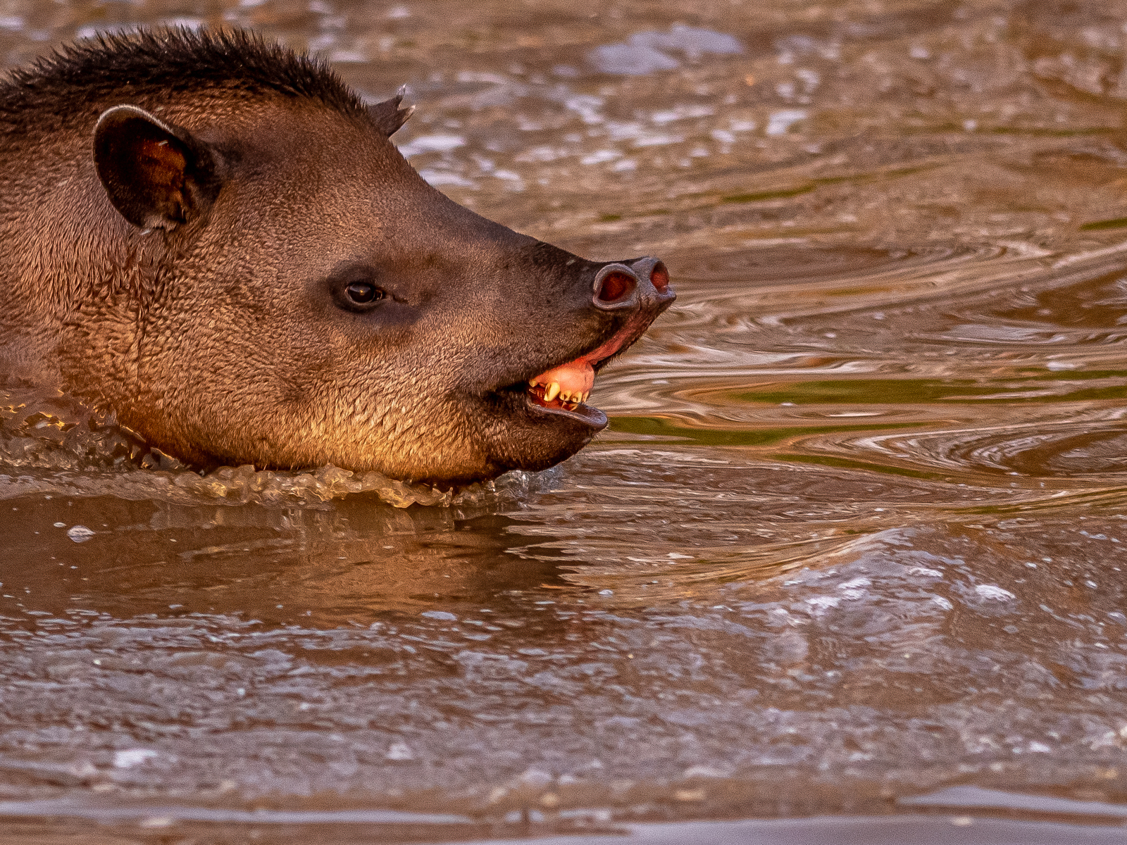 2022Tapir Enjoying The Sun 1 Dr Ywp