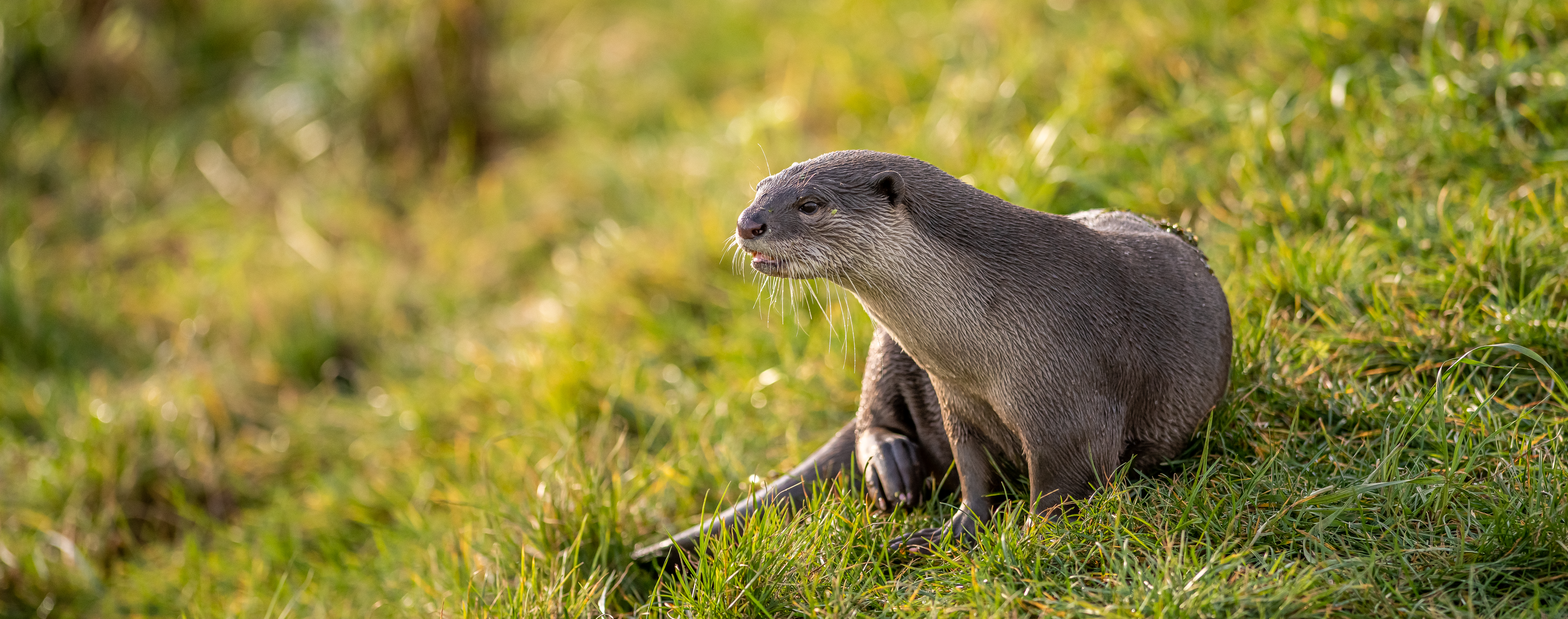 Animals | Species | Yorkshire Wildlife Park