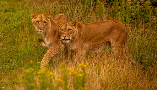 2024 Lion Rescue 2 Dr Ywp 132