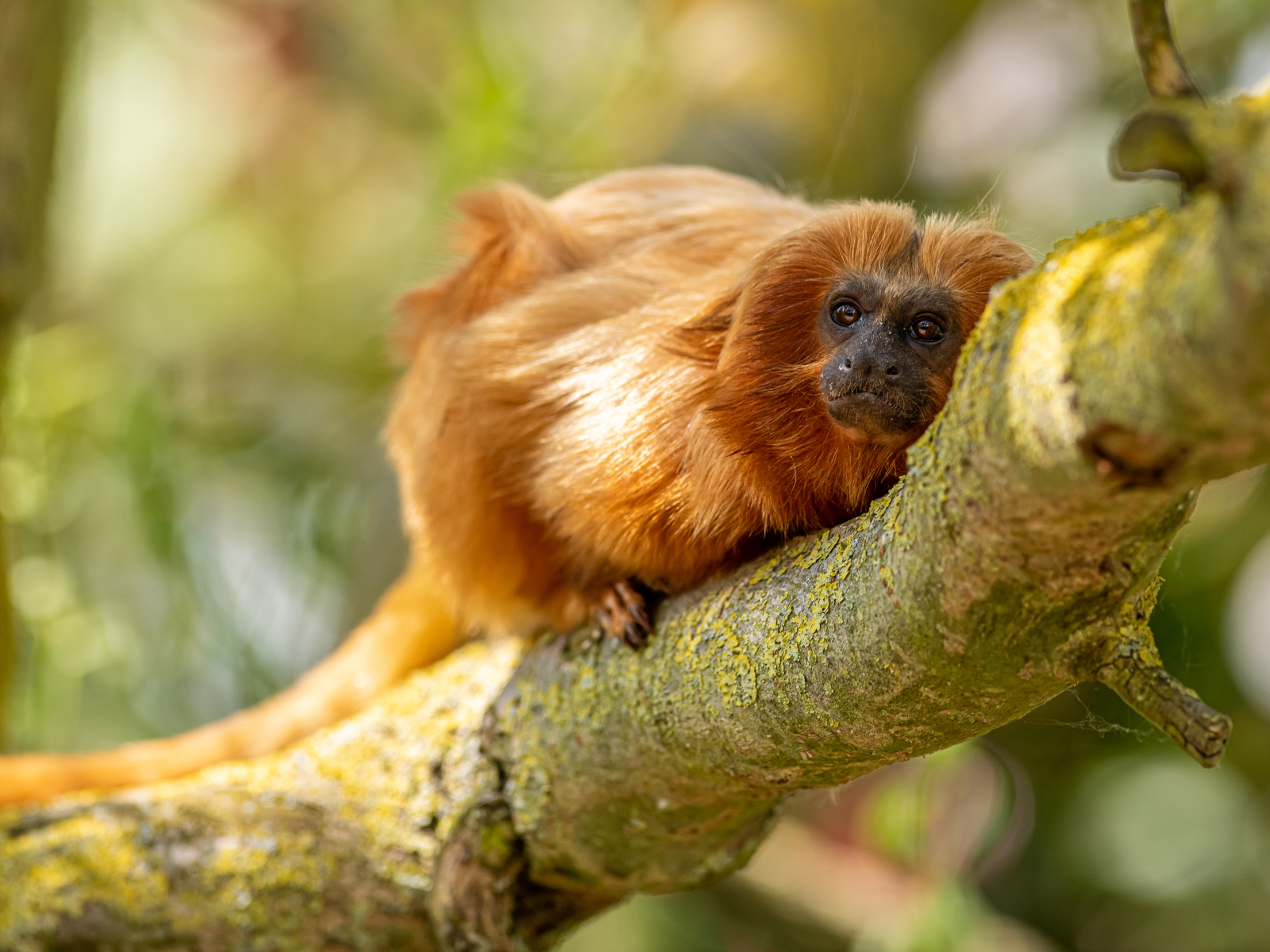 2023 05 31 2023 Golden Lion Tamarin 5 Dr Ywp