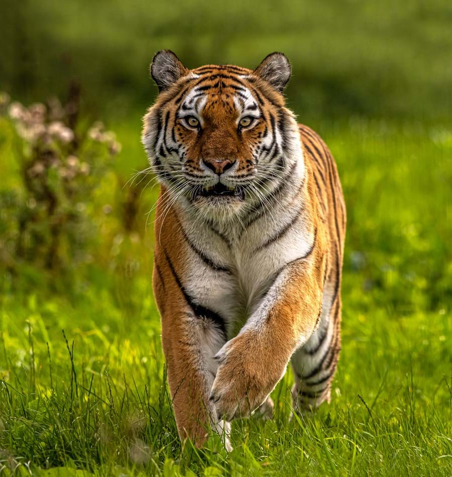 Amur Tigers at Yorkshire Wildlife Park!