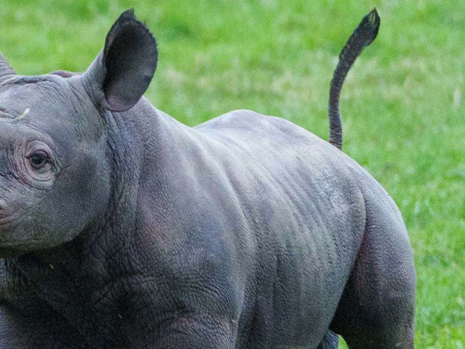 Yorkshire Wildlife Park Rhino 004