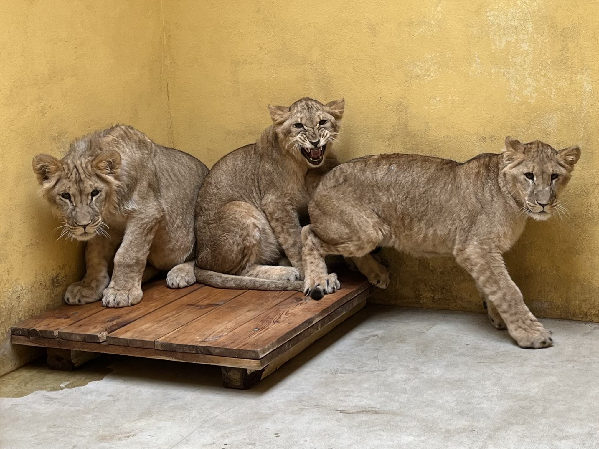 Yorkshire Wildlife Park | Animals | Days Out In Yorkshire