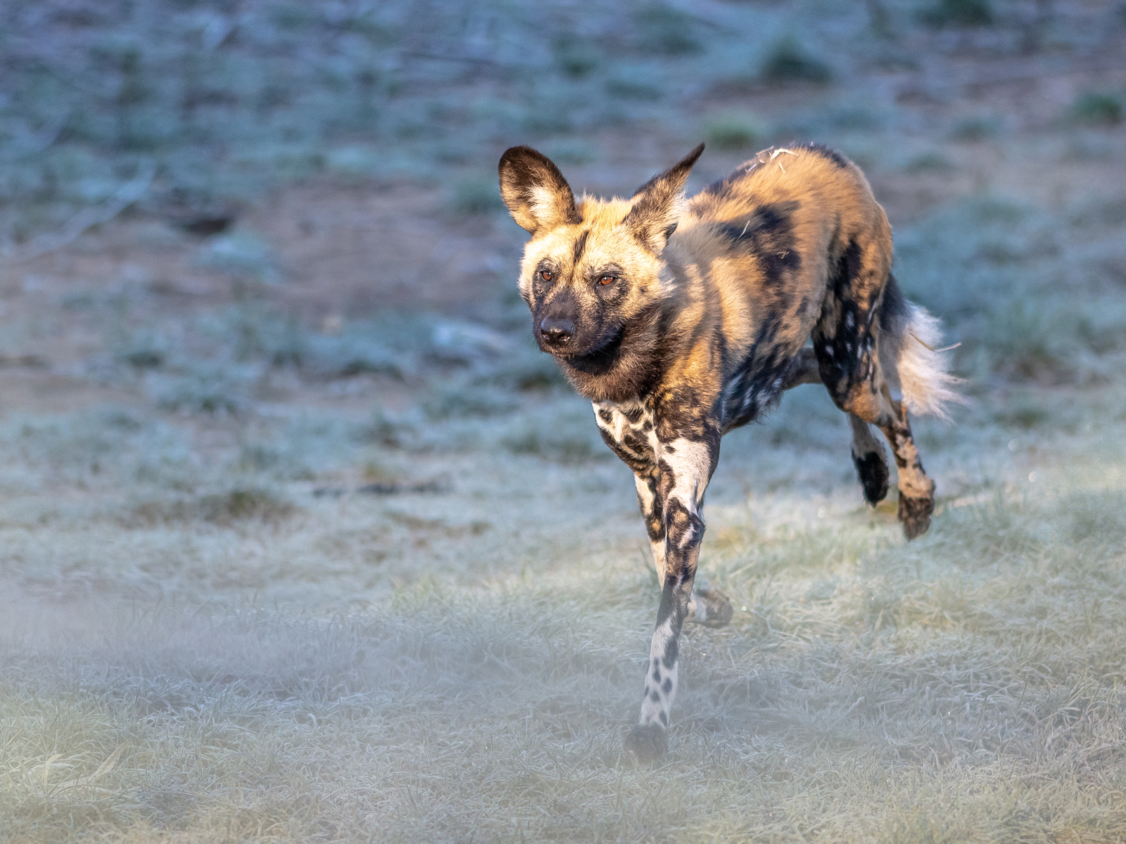 2020 05 25 2020Painted Dog Frosty Morning 1 Dr Ywp