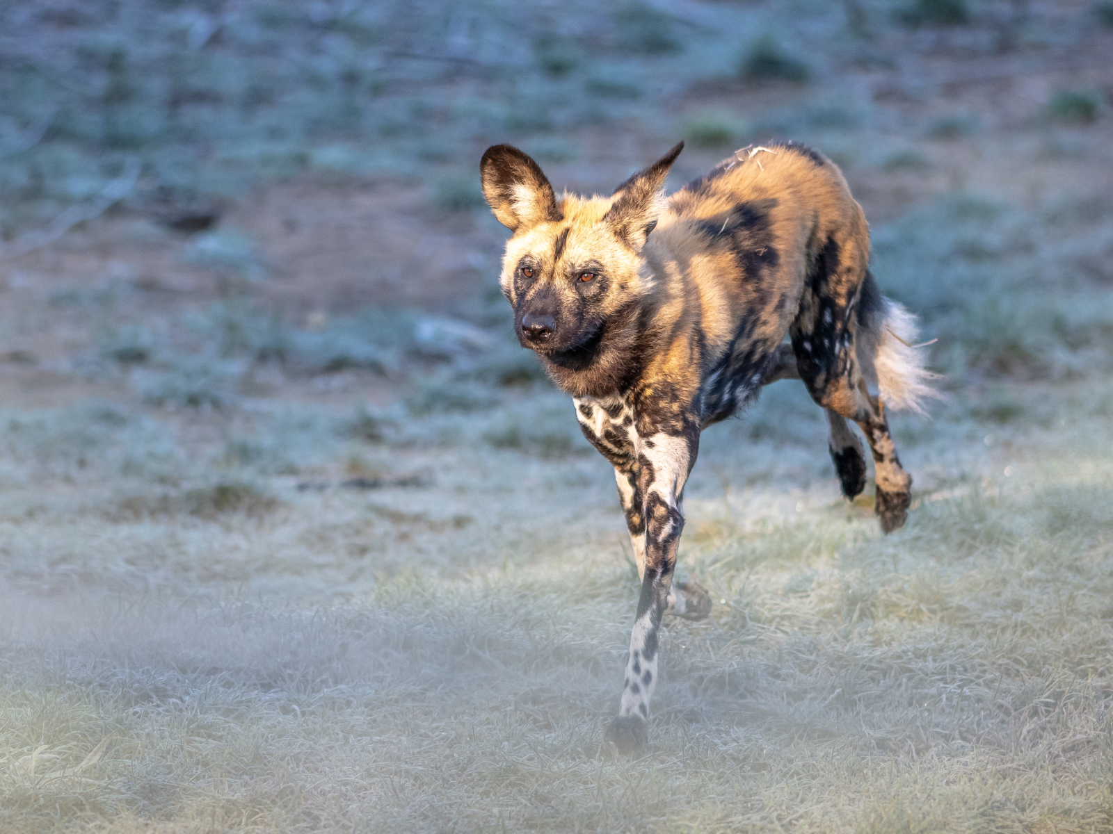 2020 05 25 2020Painted Dog Frosty Morning 1 Dr Ywp