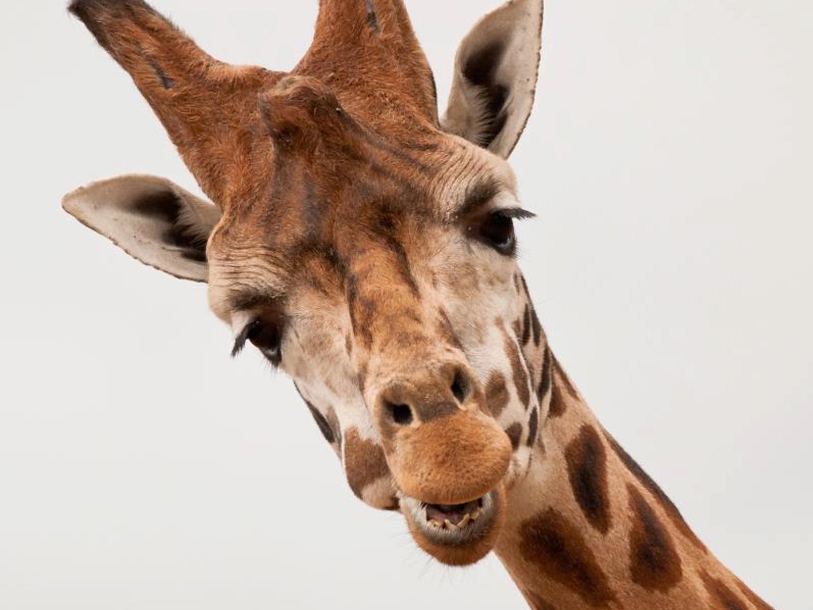 Giraffe Face Close Up