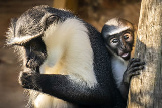 Animals Monkey 003 Web Only