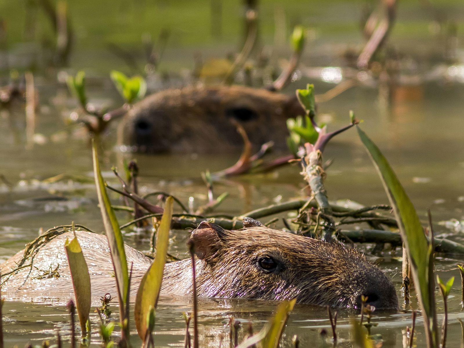 2017 12 20 Capybara Enjoying The Water 2 Dr Ywp