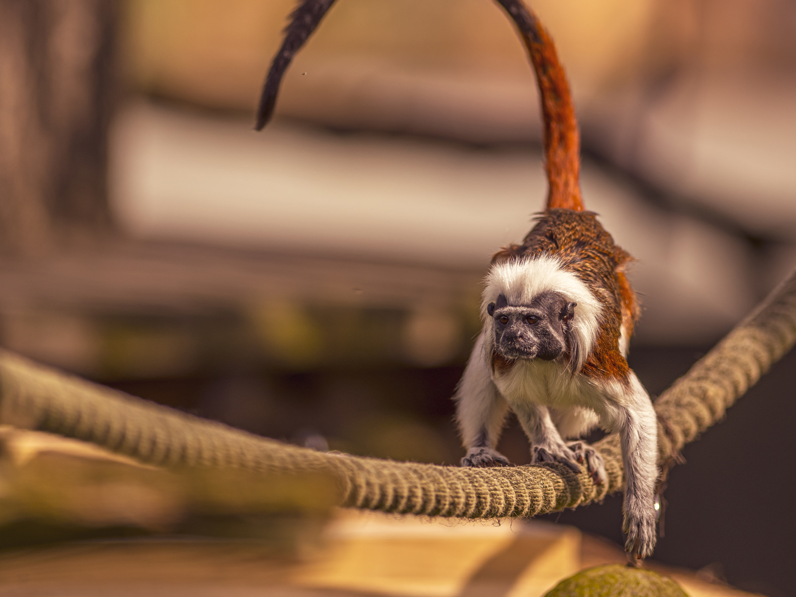 2024 Cotton Top Tamarin Dr Ywp 1