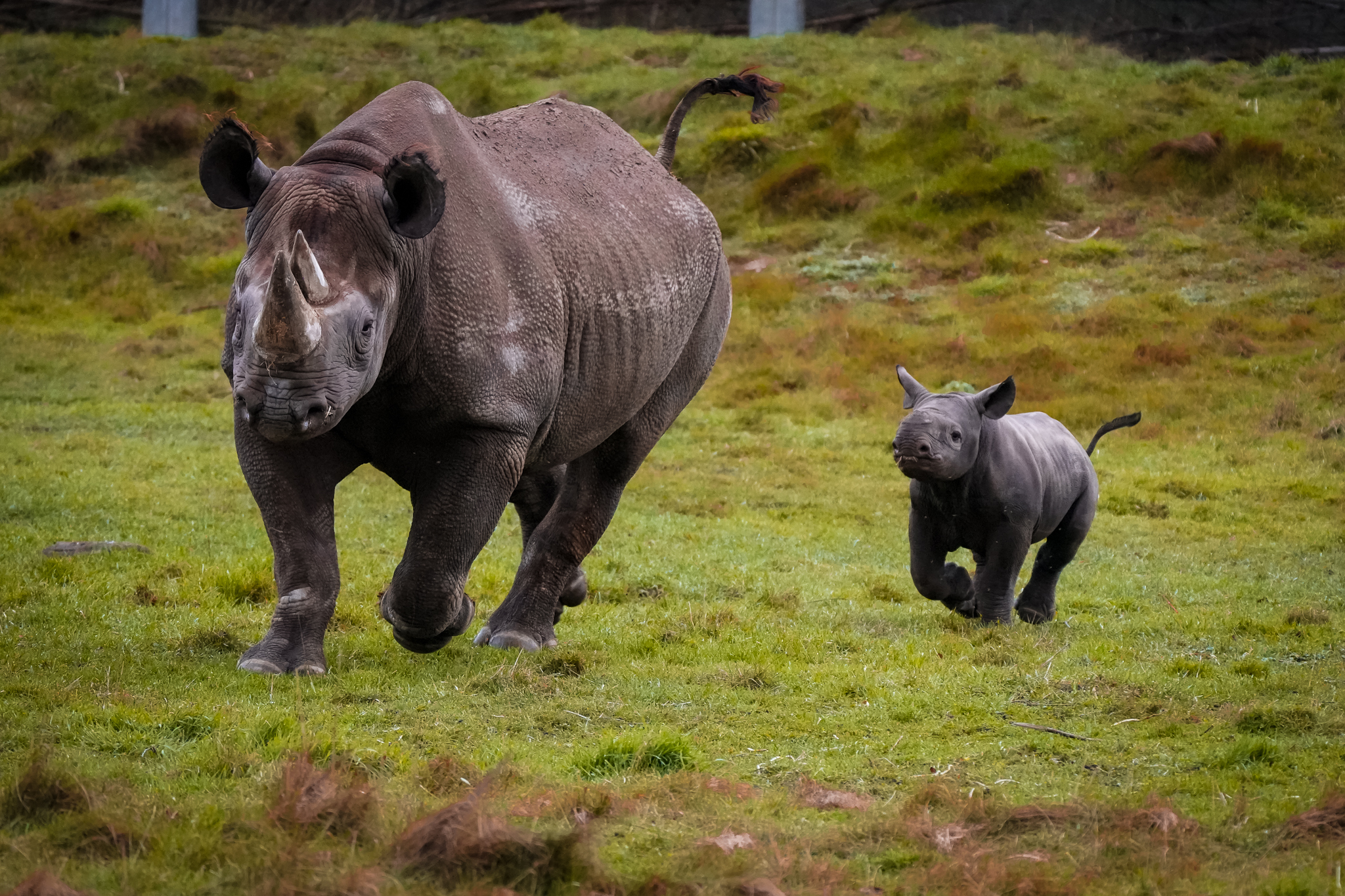 Black Rhino Calf Born | News | Yorkshire Wildlife Park