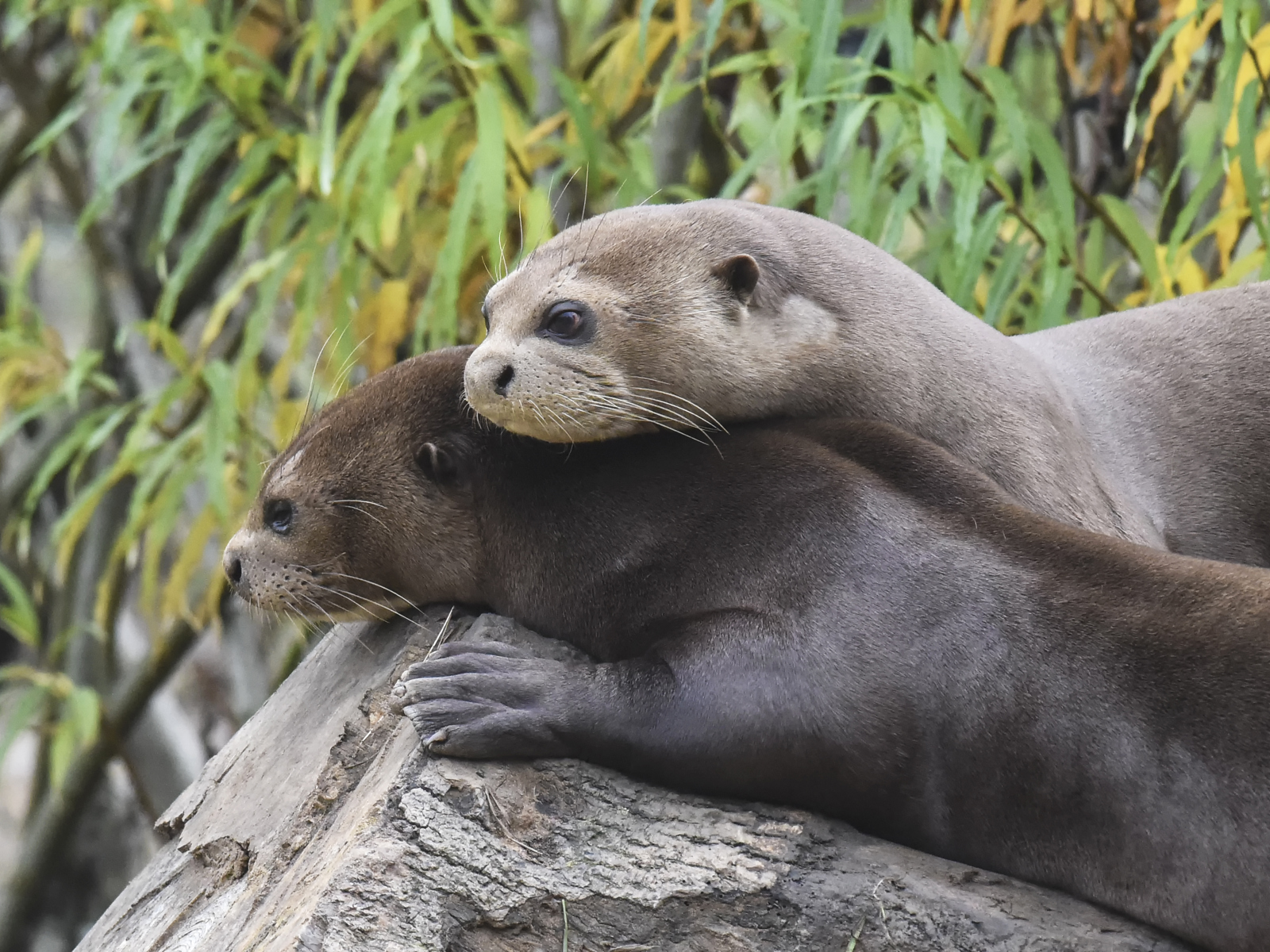 Giant Otter Two Together Love And Cuddles