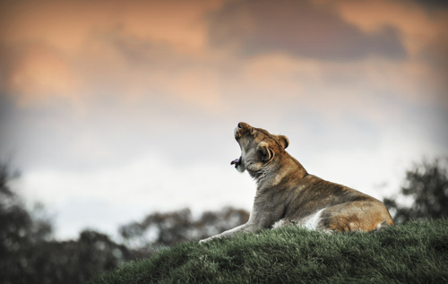 Lions 3 Cris Janson Piers