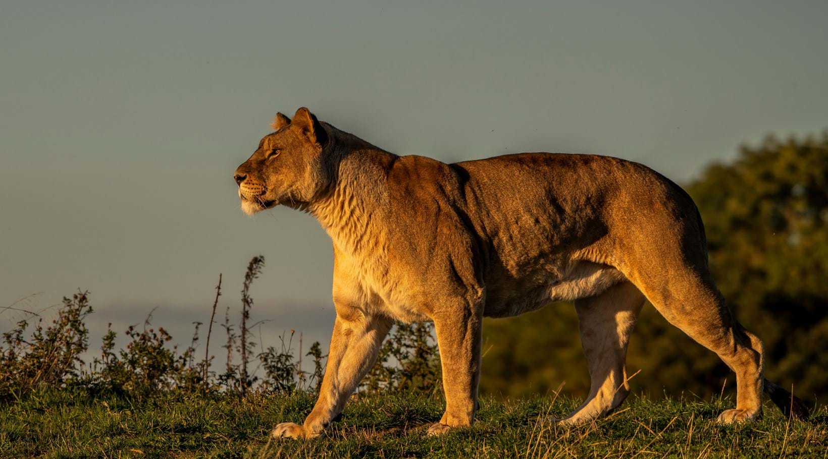 African Lions at Yorkshire Wildlife Park