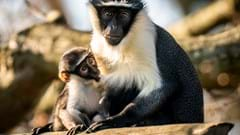 Rare Roloway Monkey Born Yorkshire Wildlife Park with mum