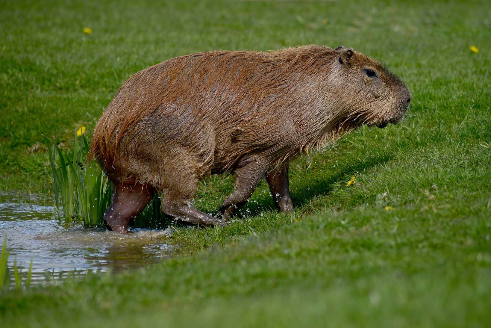 kosen capybara