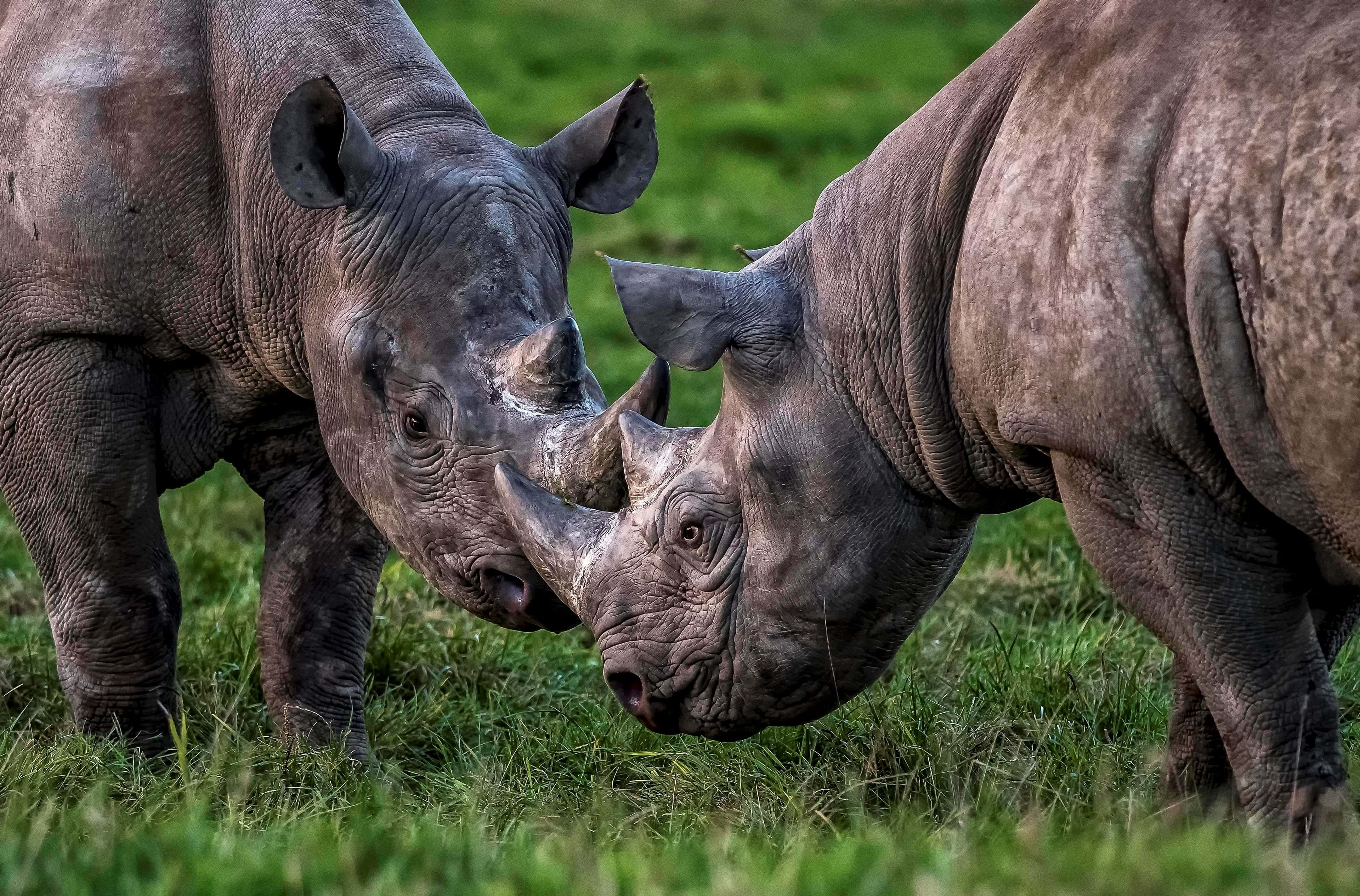 Rhino Experience