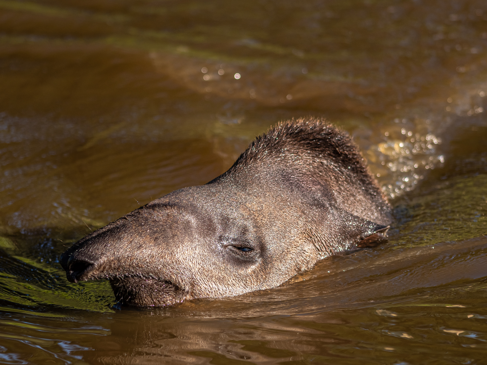 2021 09 17 2021Tapir On Safari Night 4 Dr Ywp