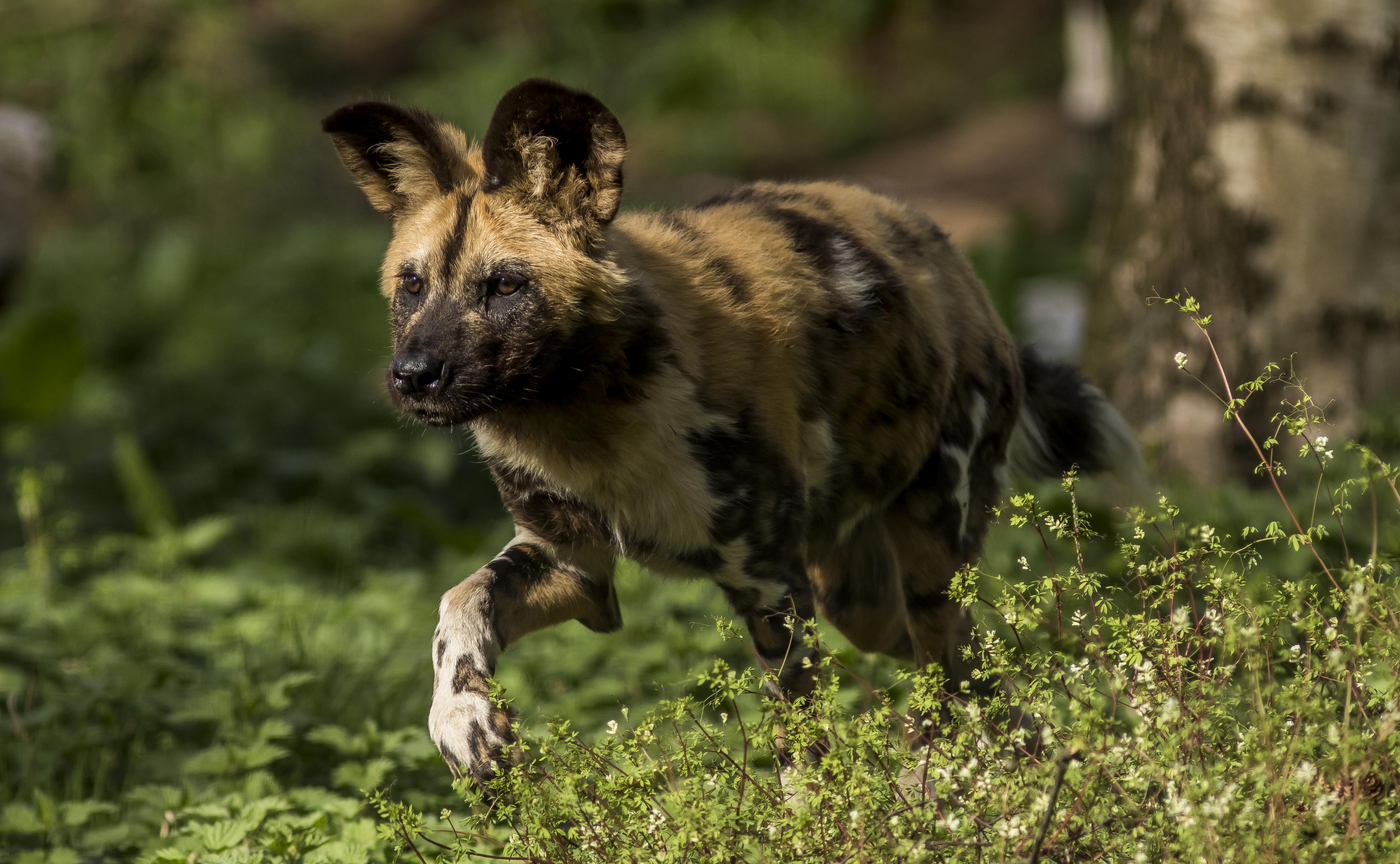 what are baby african wild dogs called