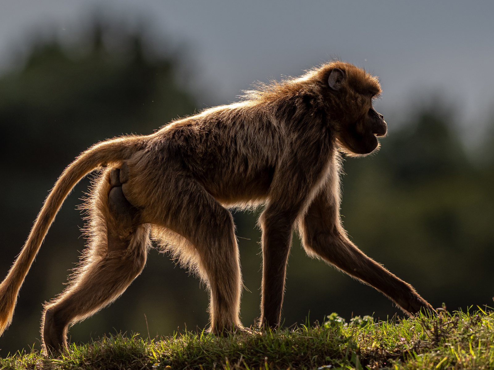 2021 11 03 2021Backlit Gelada Monkey 1 Dr Ywp