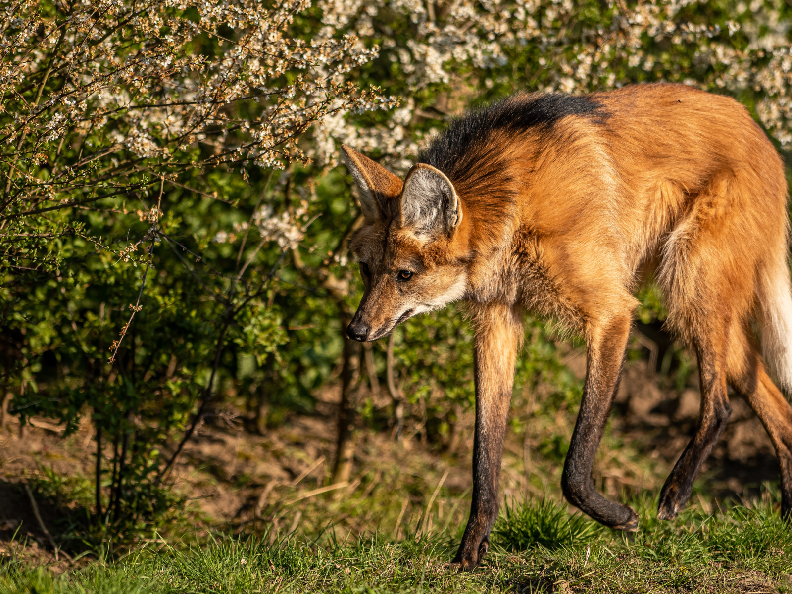 2021Maned Wolf On The Prowl 1 Dr Ywp Copy