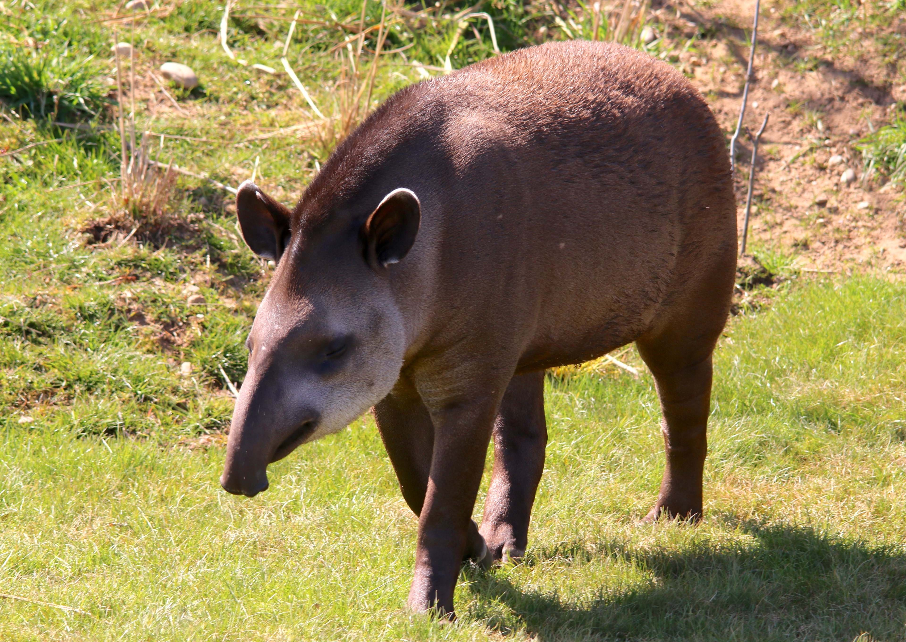 Tapirs at Yorkshire Wildlife Park