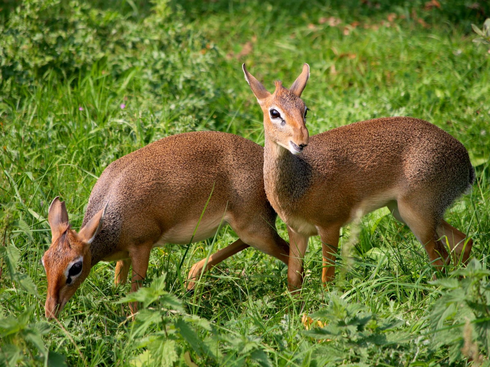 Dik Dik Parents