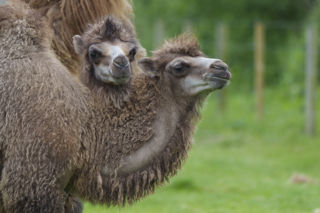YWP Camels 008